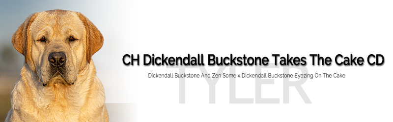 CH Dickendall Buckstone Takes The Cake CD - Talented Texas Labrador Stud Dog